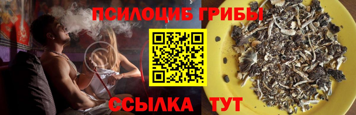 Псилоцибиновые грибы Psilocybine cubensis Донской